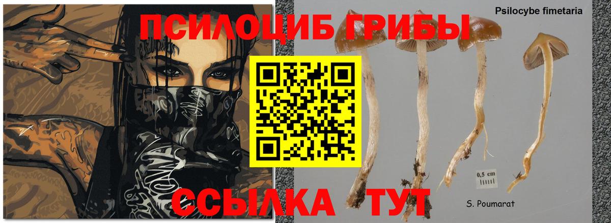 Псилоцибиновые грибы Cubensis  Вход с VPN  Кузнецк 